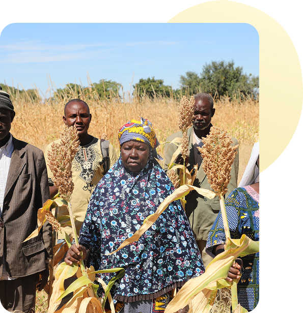 Smallholder farmers standing together in a golden grain field